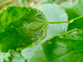 Phytoptus tetratrichus gall
